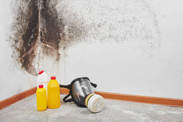 Mold Removal Process in Blooming Prairie, MN