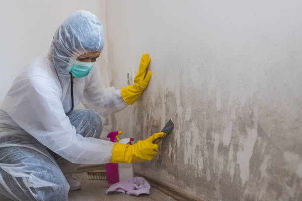 Best Crawl Space Mold Removal  in Blooming Prairie, MN