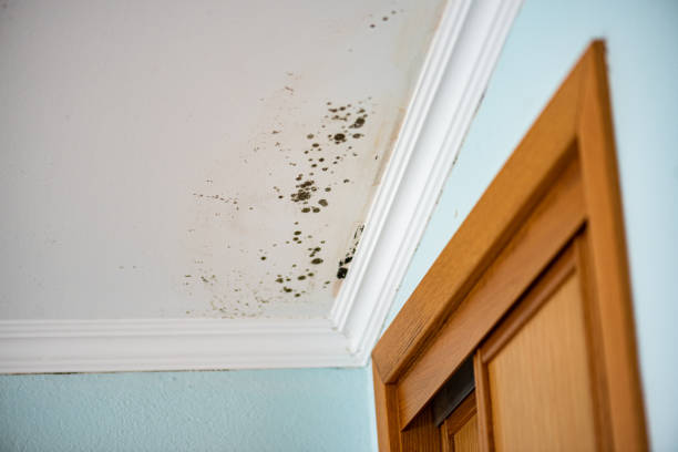 Best Residential Mold Removal  in Blooming Prairie, MN