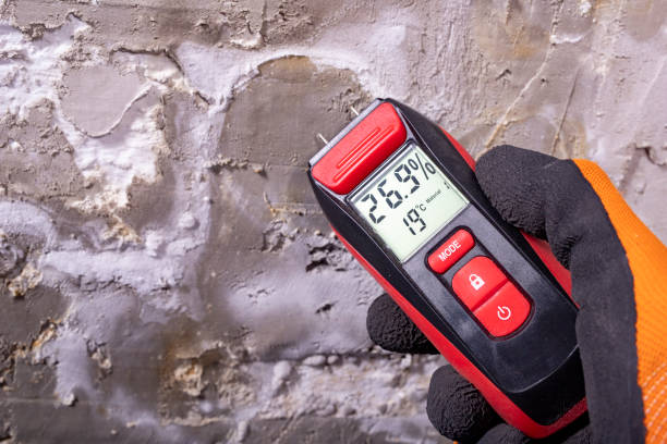 Best Commercial Mold Removal  in Blooming Prairie, MN