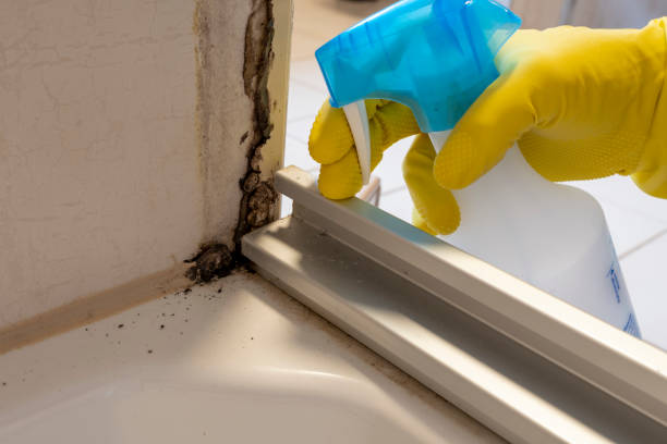 Best Attic Mold Removal  in Blooming Prairie, MN