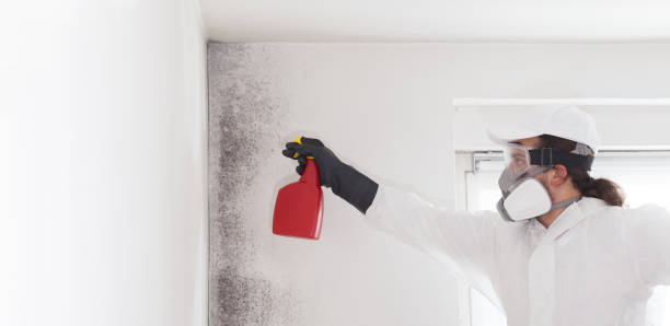 Best Office Mold Removal Services  in Blooming Prairie, MN