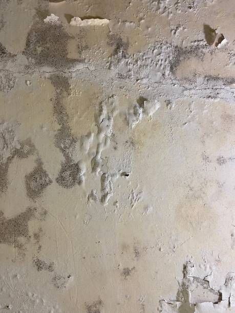 Best Fast Mold Removal  in Blooming Prairie, MN