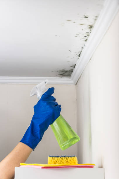 Best Mold Removal Specialists  in Blooming Prairie, MN